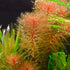 Myriophyllum with red floral-like tips and orange hues