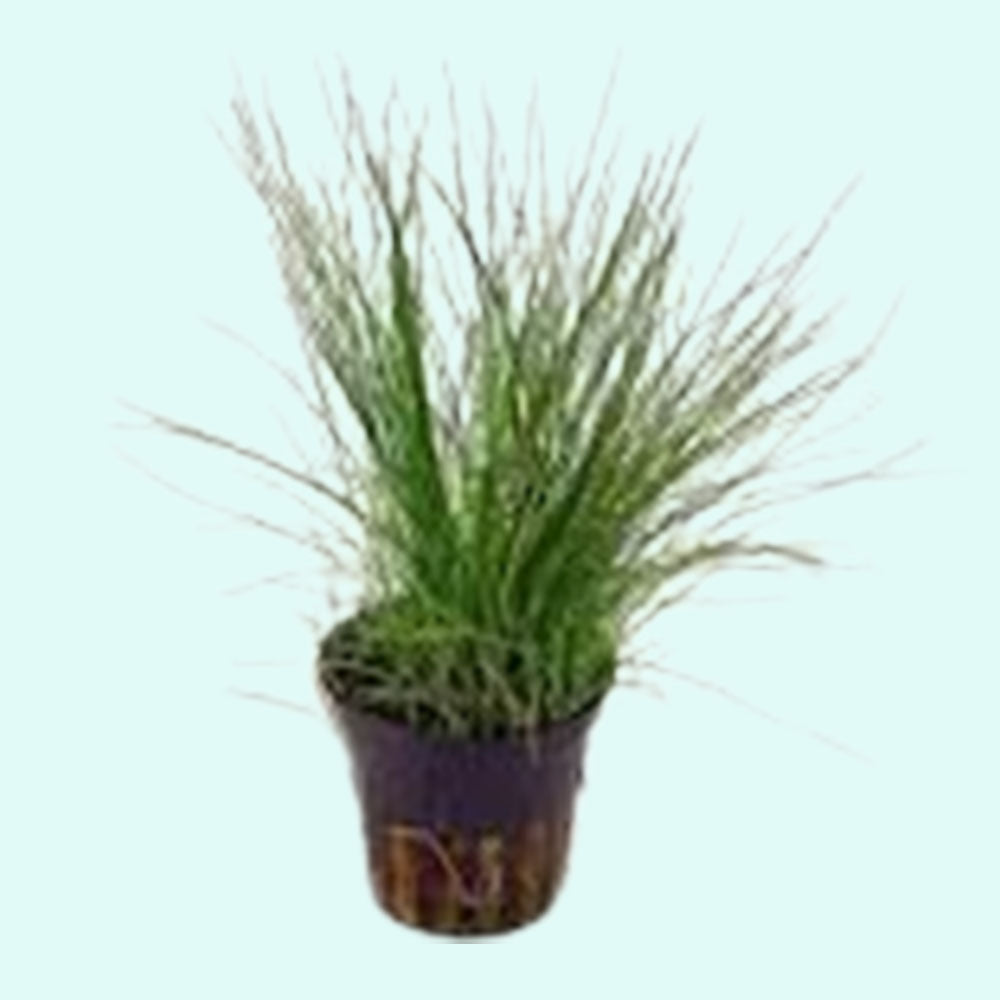 5 Dwarf Hairgrass Clump Eleocharis Parvula