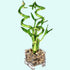 Lucky Bamboo Plant (Dracaena Sanderiana)