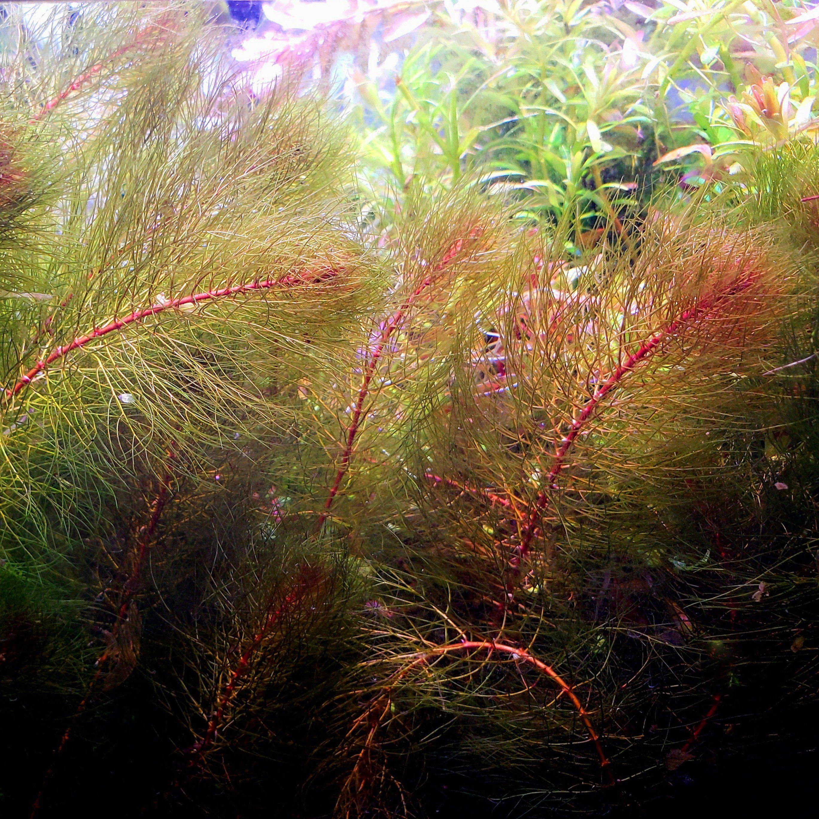 Myriophyllum Heterophyllum with vibrant red foliage