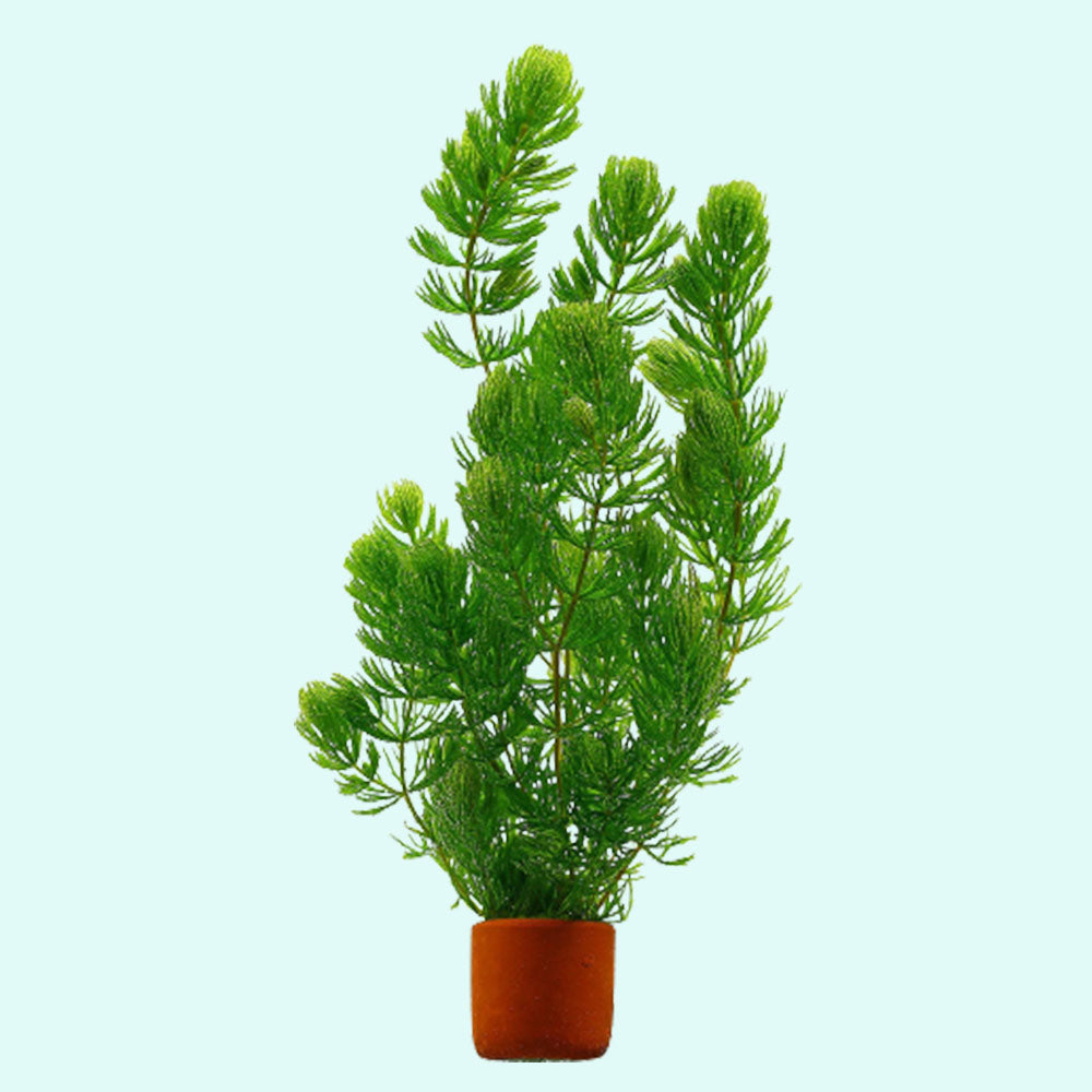 6 Hornwort Coontail Bunches