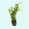 Water Sprite (Indian Fern) 2 Inch Pot