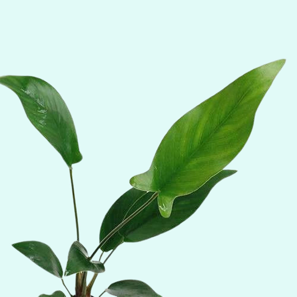 Anubias Hastifolia Bare Root