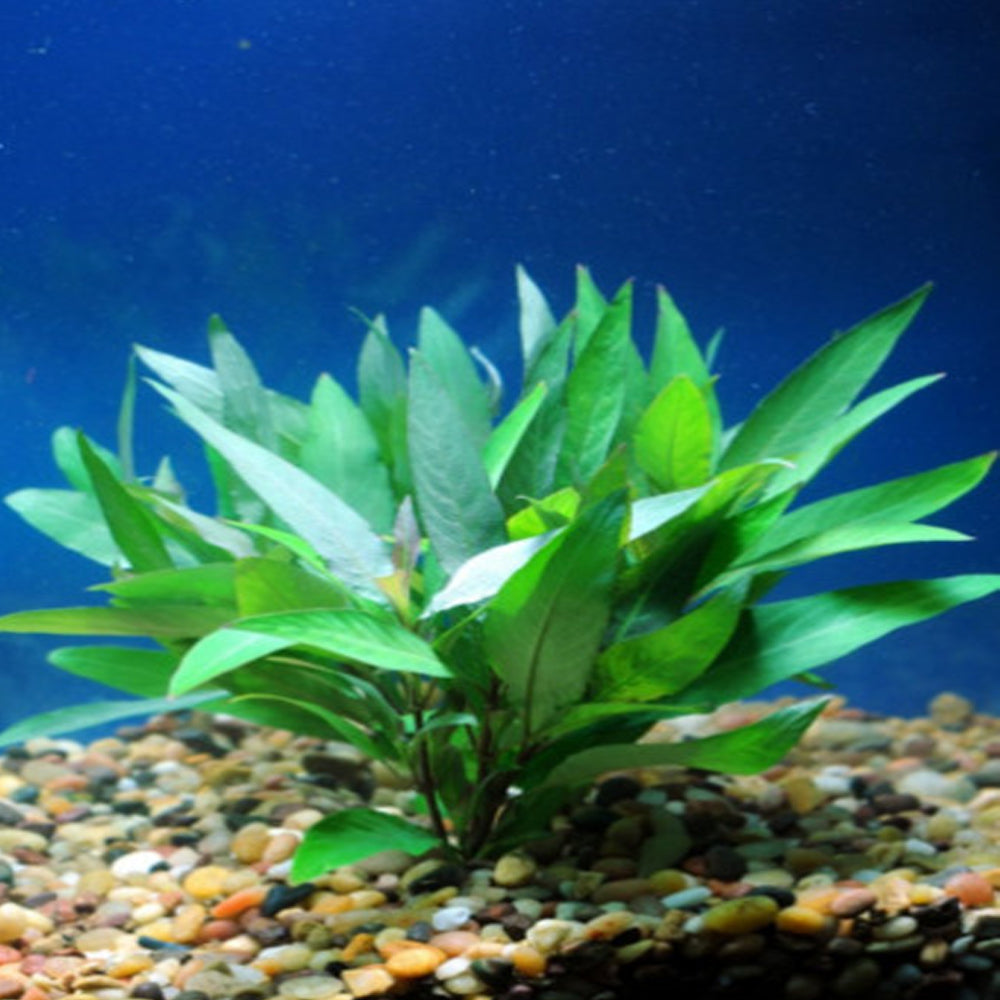 Hygro Blue (Hygrophila Salcifolia)