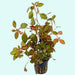 Ludwigia Repens Red 2 Inch Pot