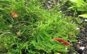 Flame Moss (Taxiphyllum 'Flame')