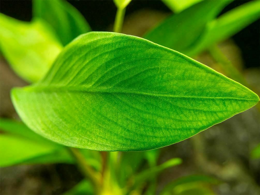 Anubias Nancon Bare Root