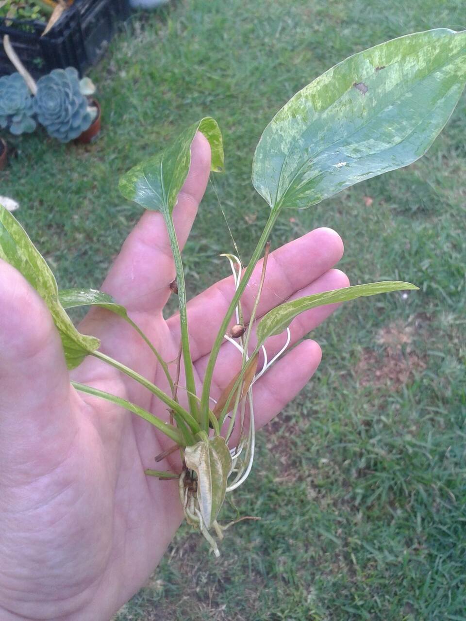 Marble Queen Sword (Echinodorus Cordifolius)