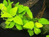 Anubias Barteri Nana (Golden)