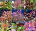 Beginner Live Aquarium Plants Bundle