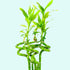 Lucky Bamboo Plant (Dracaena Sanderiana)