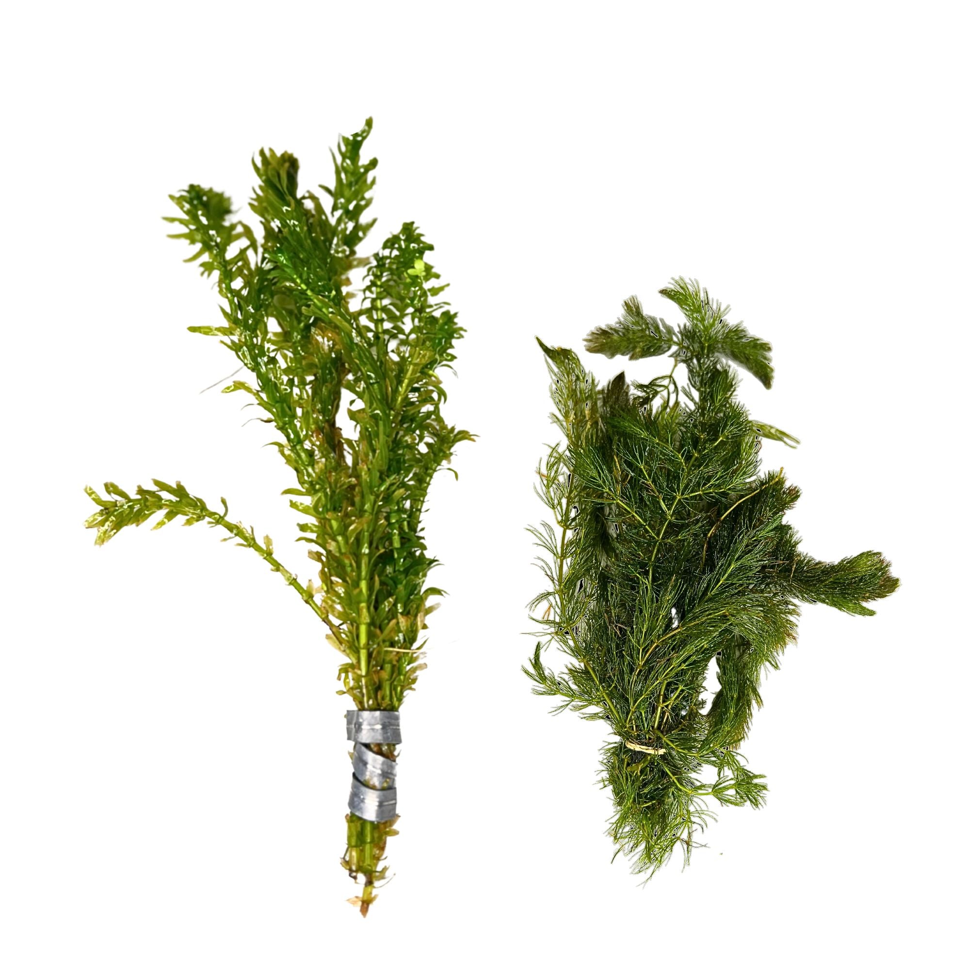 Thriving Waters Bundle: Lush Anacharis & Hornwort for Healthy Aquariums and Ponds