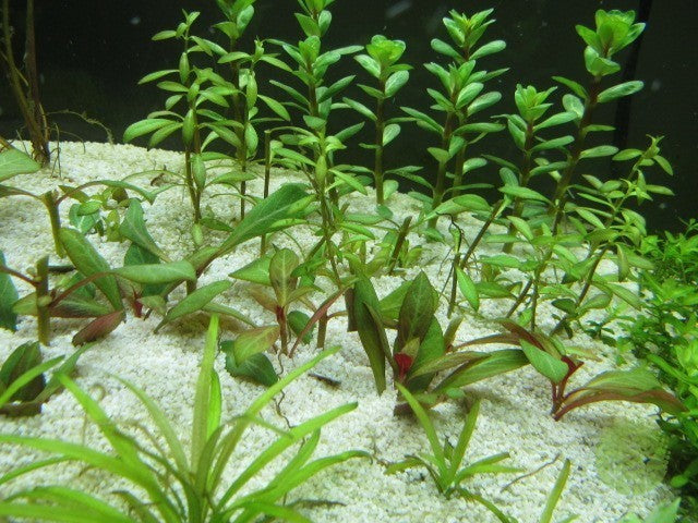 Needle Leaf Ludwigia (Arcuata)