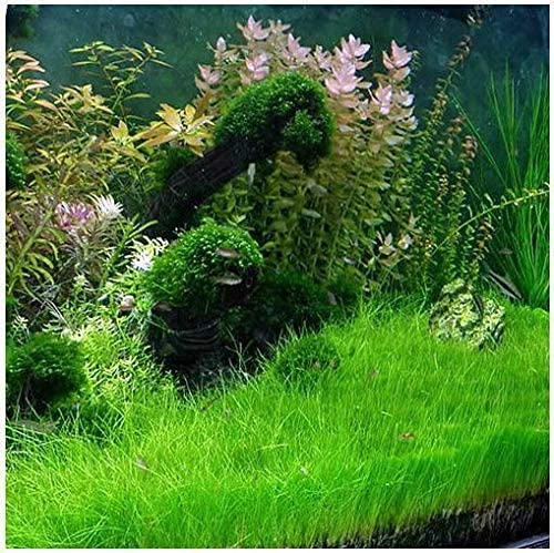 Dwarf Hairgrass Clump Eleocharis Parvula