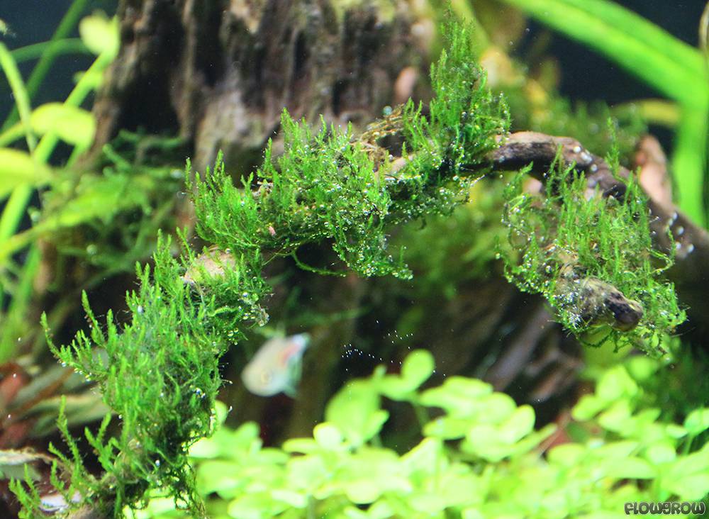 Flame Moss (Taxiphyllum 'Flame')