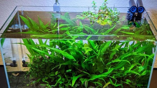 Java Fern Microsorum Pteropus