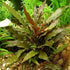 Cryptocoryne Crypt Wendtii Red 2" Pot