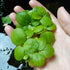 Frogbit (Limnobium Spongia)