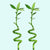 Lucky Bamboo Plant (Dracaena Sanderiana)