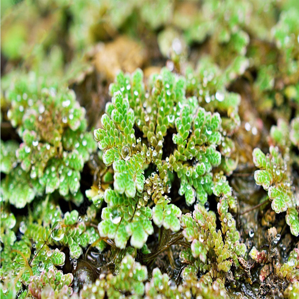 Azolla Filiculoides 