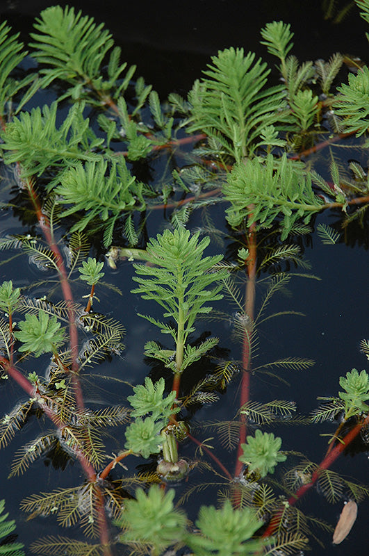 Parrot Feather Plant (Myriophyllum Aquaticum)