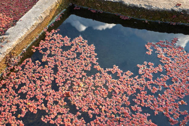 Azolla Filiculoides 