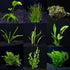 Beginner Live Aquarium Plants Bundle