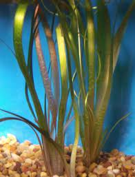 6 Plant Pack Jungle Vallisneria Americana Val Plants