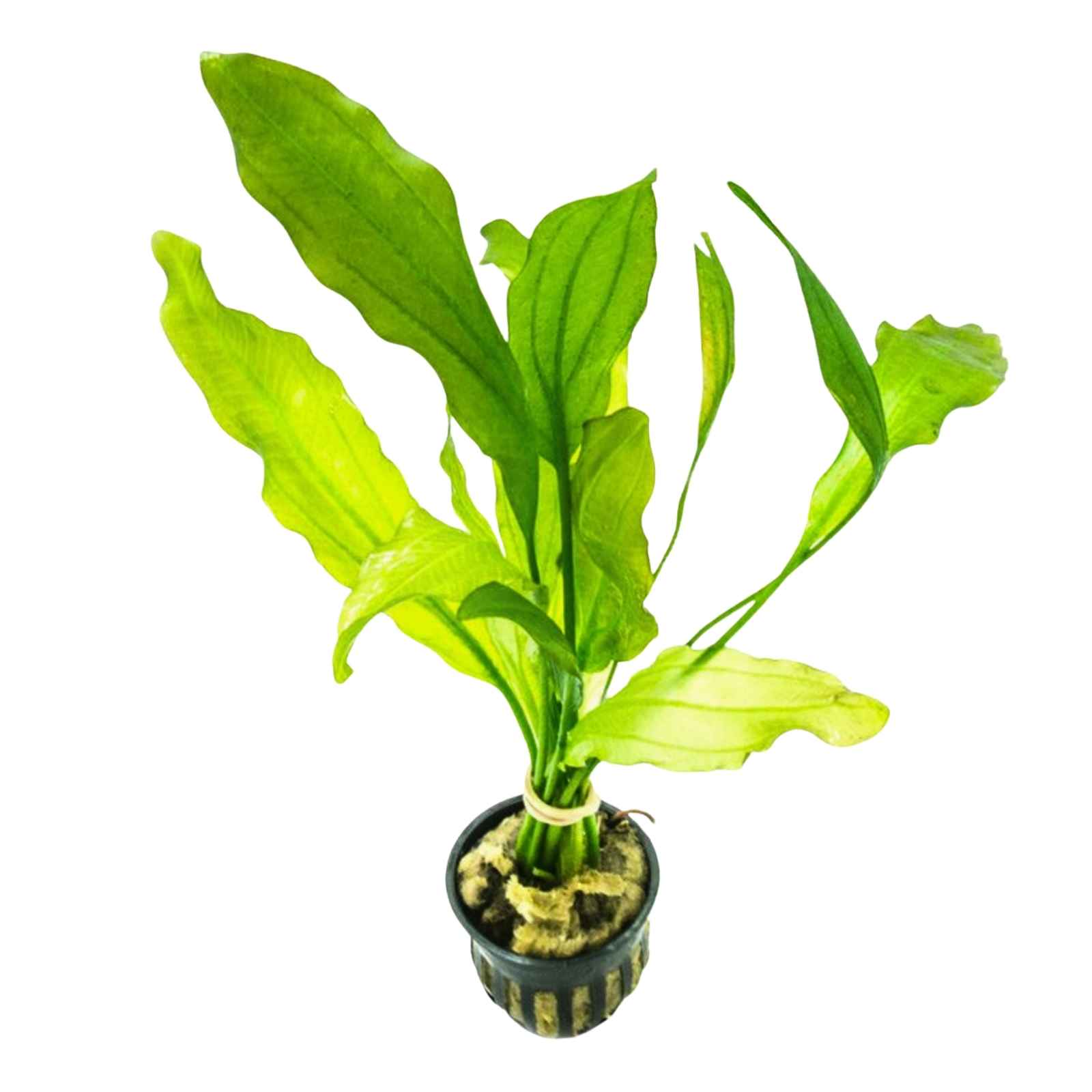 Amazon_Sword_Echinodorus_Bleheri_aquarium_plant_care