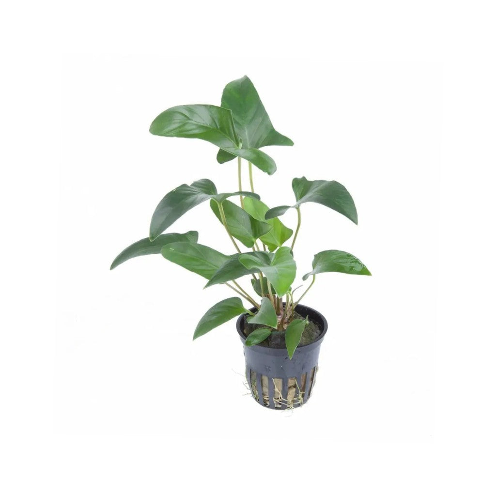 Anubias_Barteri_Gracilis_USA_grown_potted_aquatic_plant