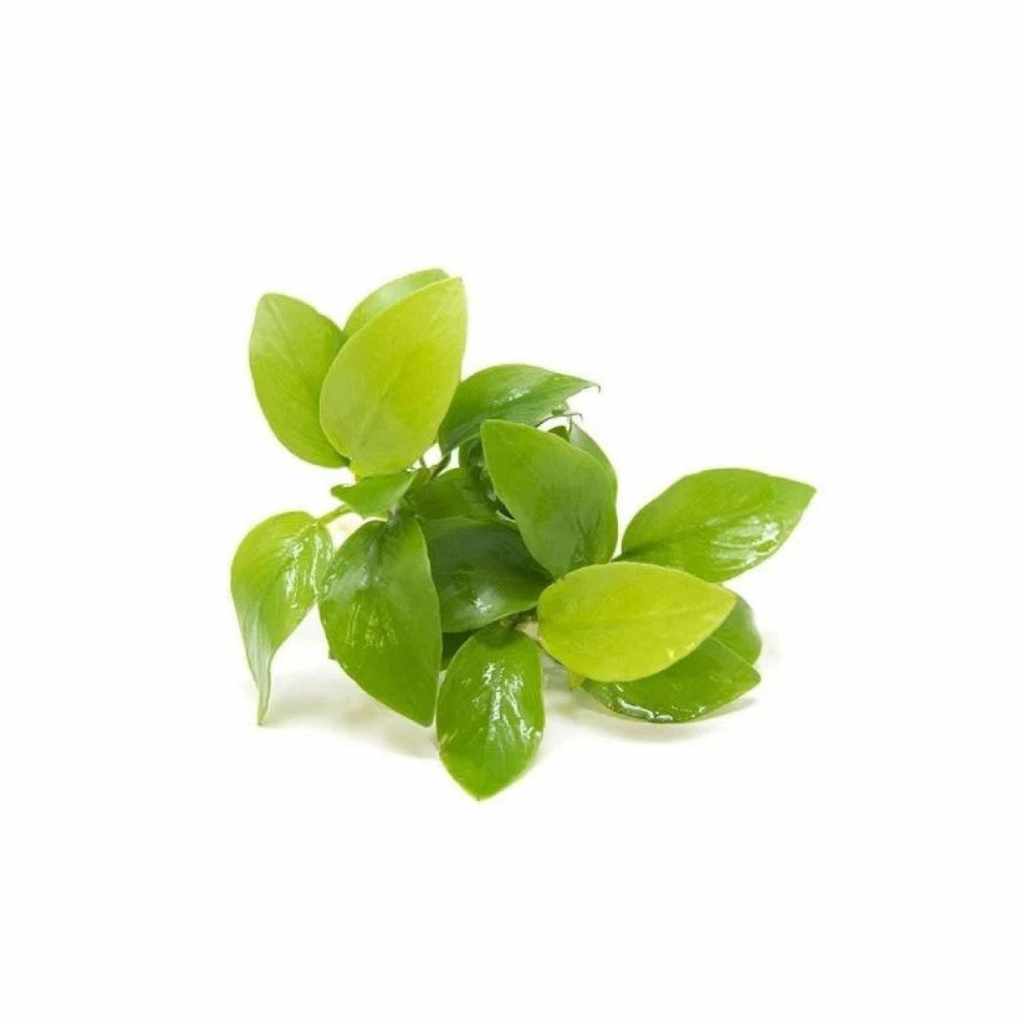 Anubias_Barteri_Nana_Golden_USA_grown_green_aquatic_leaves