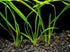 Aquatic Valisnaria Vals, 18 plants, Canton, Texas.