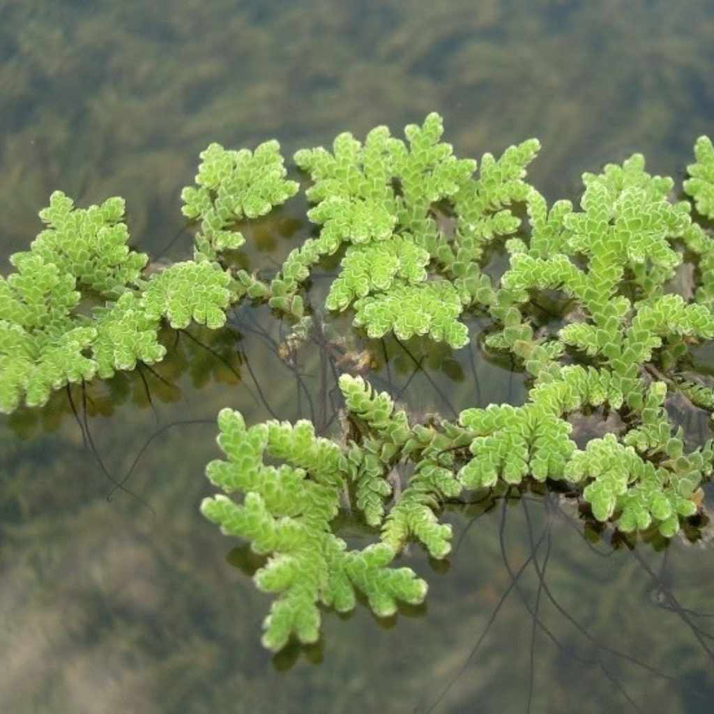 Azolla_Filiculoides_Fairy_Moss_USA_grown_floating_aquatic_plant