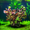 Ludwigia Repens (Dark Red)