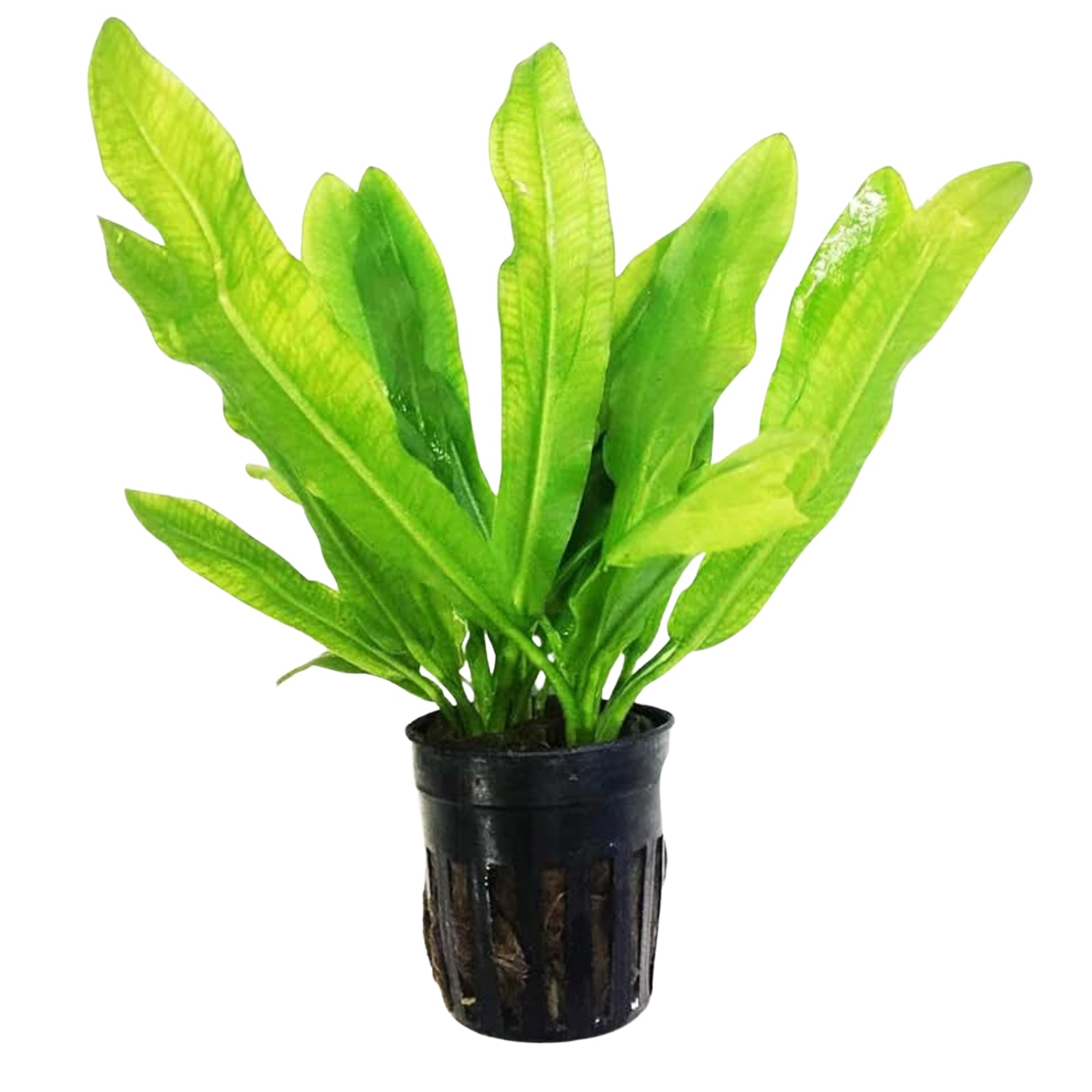 Best_aquarium_plants_for_beginners_Amazon_Sword