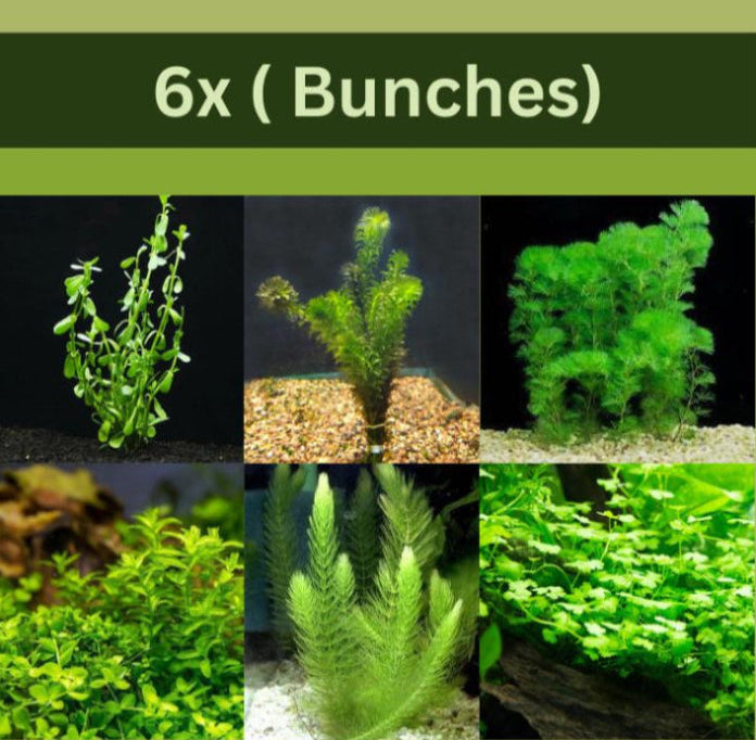 Low Light Aquatic Plant Set - Perfect for Beginners (6 Bunches)