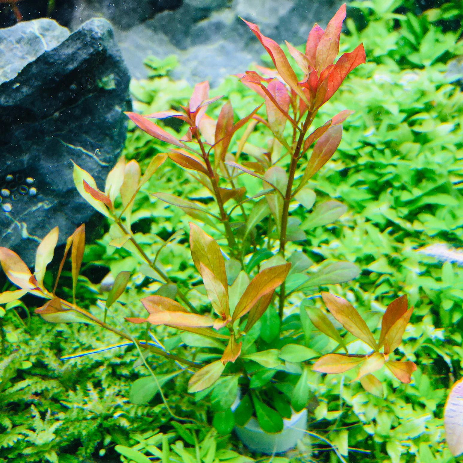 Dark Red Ludwigia Repens, aquarium plant purchase, Canton, TX.