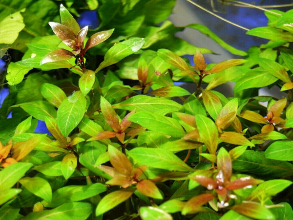 Dark Red Ludwigia Repens, vibrant aquarium plant, USA.