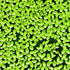 Duckweed_LemmaMinor_USAgrown_greenfloatingaquaticplant