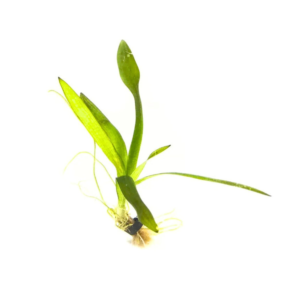 Dwarf_Sagittaria_Broadleaf_USA_grown_aquatic_plant