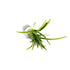 Dwarf Sagittaria Subulata