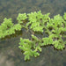 Fairy Moss Azolla Filiculoides, aquatic plant, Texas shop.