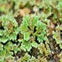 Azolla Filiculoides, Fairy Moss water plant, Canton, TX.