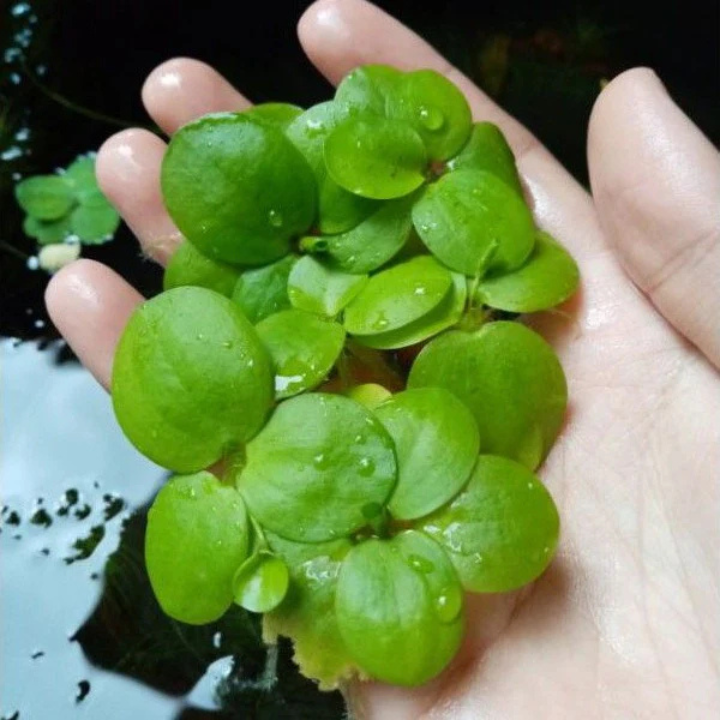 Floating Plant Combo Pack - Frogbit, Red Root Floater, Salvinia & Duckweed