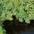 Floating Plant Combo Pack - Frogbit, Red Root Floater, Salvinia & Duckweed