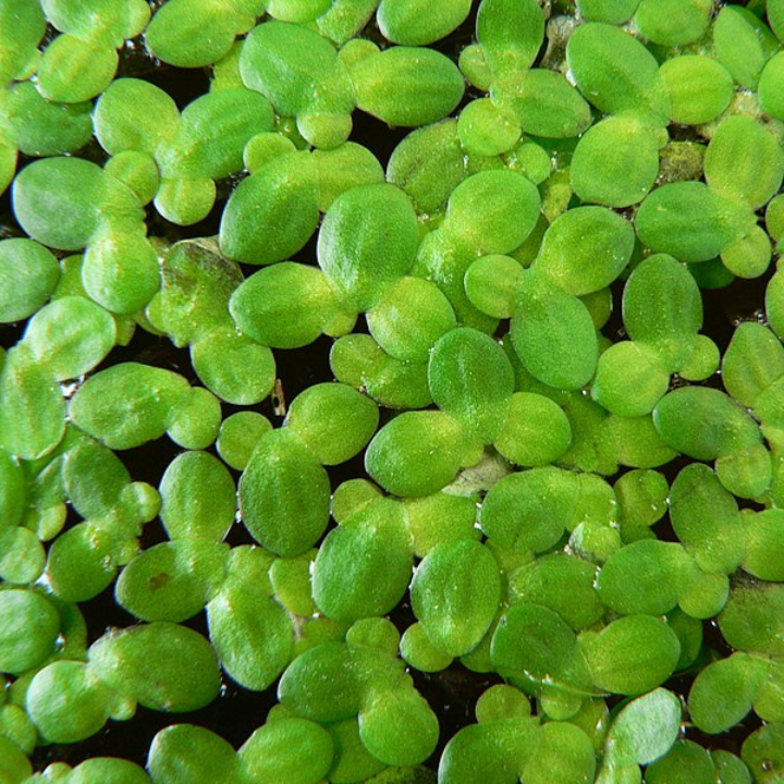 Floating Plant Combo Pack - Frogbit, Red Root Floater, Salvinia & Duckweed