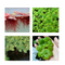 Floating Plant Combo Pack - Frogbit, Red Root Floater, Salvinia & Duckweed