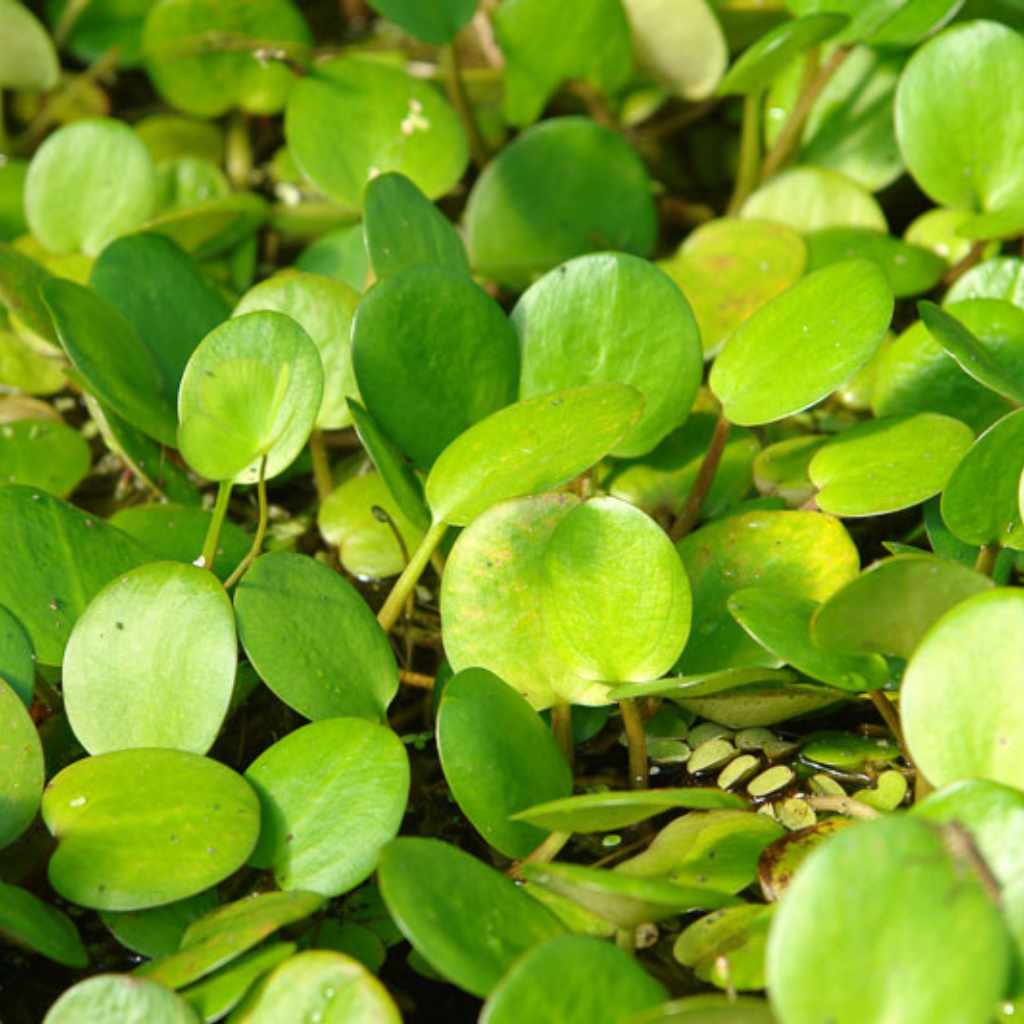 Frogbit_Limnobium_Spongia_USA_grown_green_floating_leaves