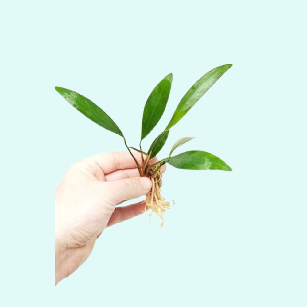 Heterophylla Lanceolata Anubias Bare Root, Canton, TX.