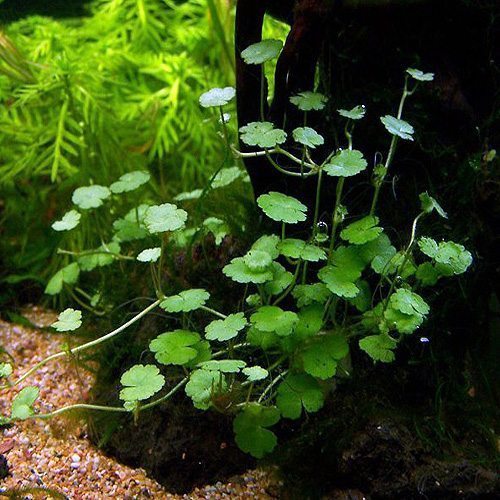 Dwarf Pennywort Japan (Hydrocotyle Tripartita) in pot, USA.